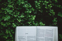 Bible opened to John and a bush