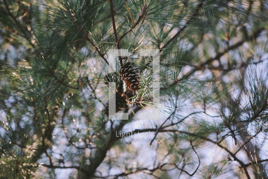 Pine cones in a tree. 