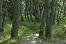 worn path through a forest