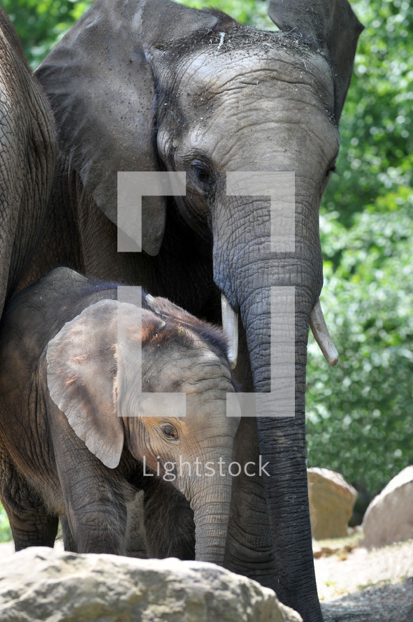 Mother elephant and baby elephant, 