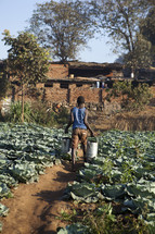 A man watering his garden in Malawi, Africa. 