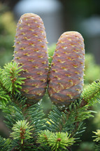young pine cone 
