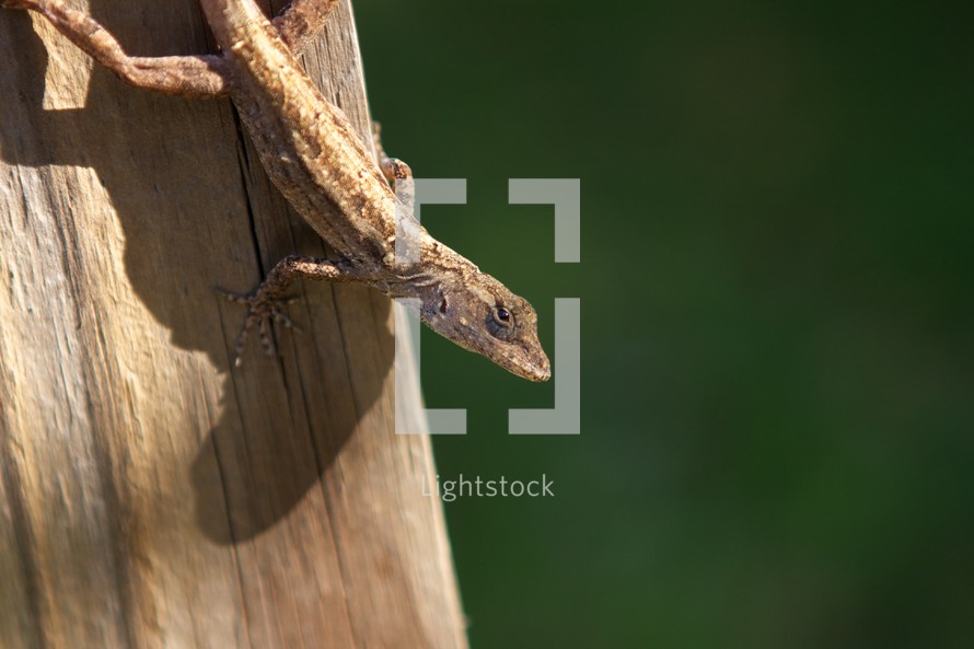 brown anole lizard on a log