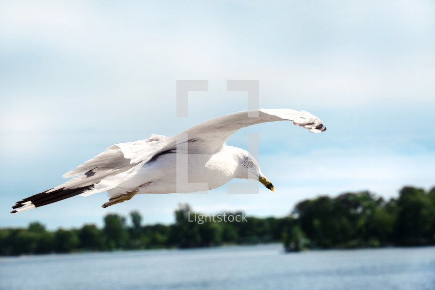 A seagull in flight over a lake.