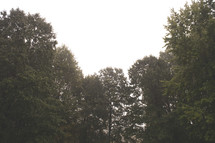 tops of trees on a rainy day 