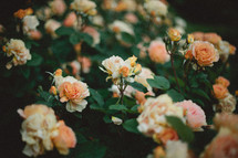 peach roses on a bush