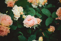 peach roses on a bush 