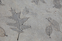 Imprints of leaves in concrete.