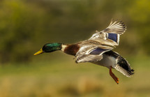 duck landing 