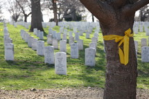 yellow bow around a tree at Arlington National Cemetery 