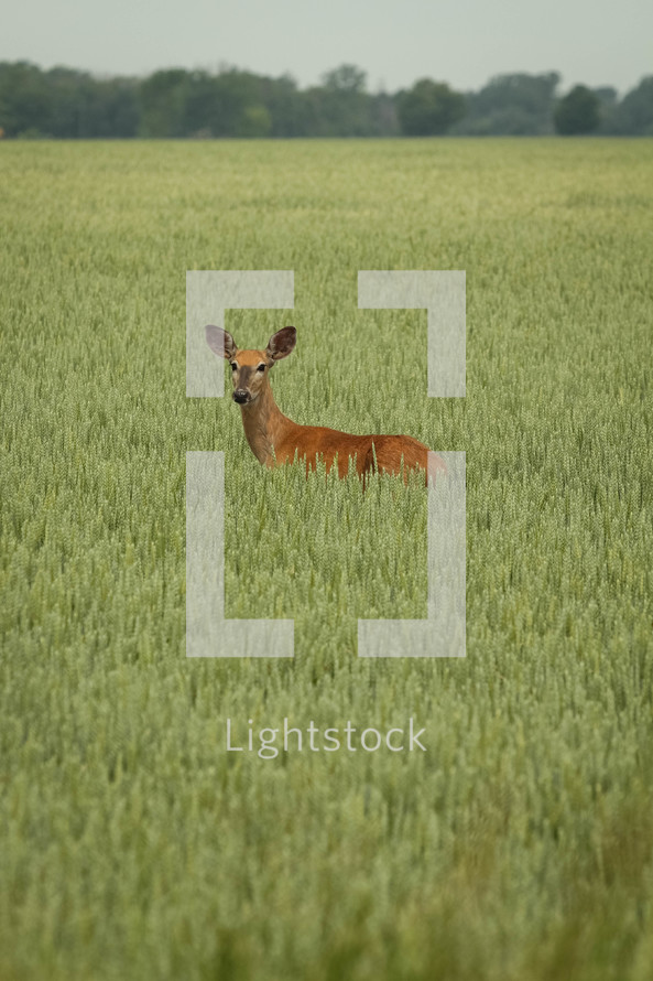deer in a meadow 