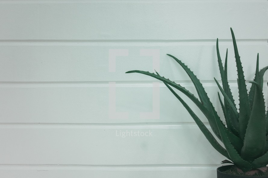 aloe plant and white wall 