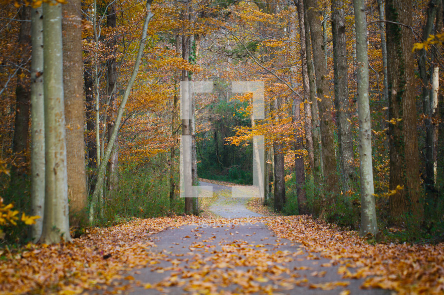 A road leading through a forest in the fall.