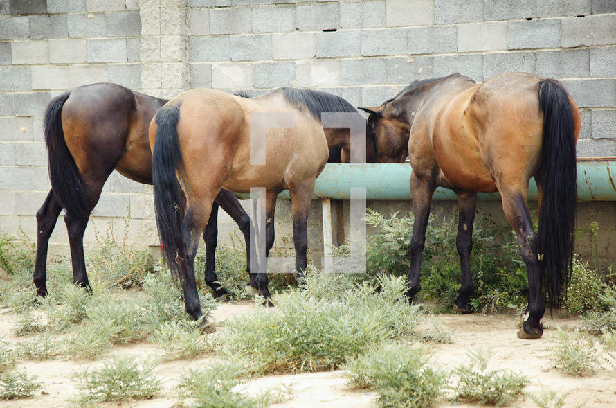 horses feeding from a trough 