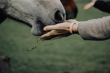 person feeding horses 