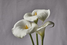 white Calla lily, Easter Lily 