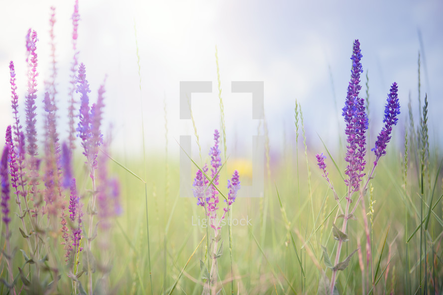 lavender flowers in a field 