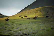 horses grazing on a mountainside 
