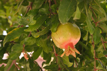 pomegranate on a tree 