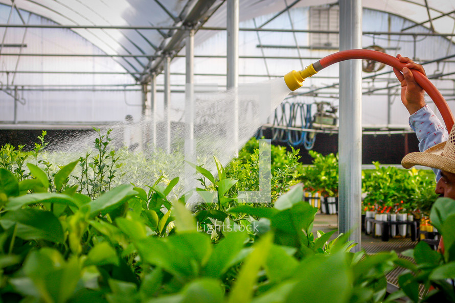 watering plants in a greenhouse 