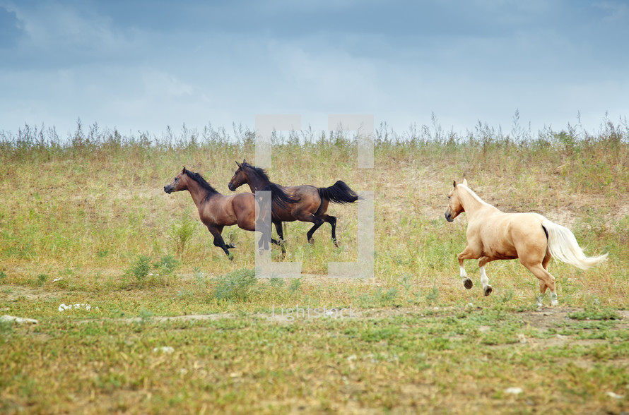 galloping horses in a field 