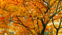 A tree with golden yellow and orange leaves adorns the horizon in the fall time in Virginia at the height of Autumn when Seasons change and the weather begins to turn colder. 