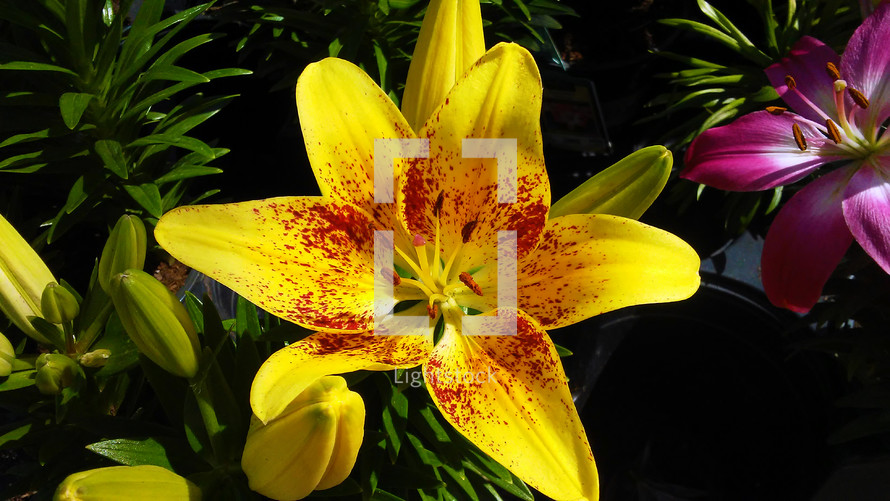 A yellow lily opening up with full blooms to usher in the springtime and a time of Easter and renewal for the world.
