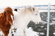 fuzzy ponies in Iceland
