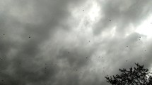 winter sparrows in black and white against a cloudy sky 