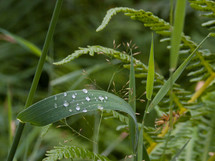 water dew drops on a blade of grass