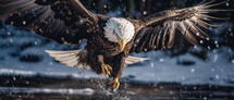 A Bald eagle attacks the water's surface trying to catch salmon.