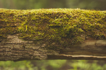 moss on a branch 