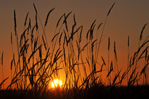 sunset behind tall grasses 