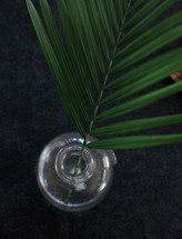 A sprig of green leaves in a clear glass vase.