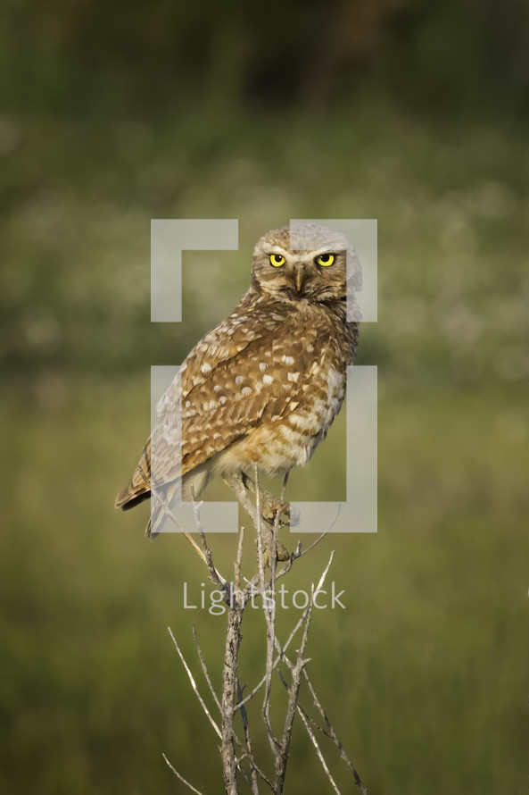 Burrowing Owl in the Wild staring with his yellow eyes