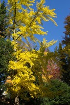 yellow foliage 