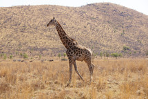 Single Giraffe in African Savannah 