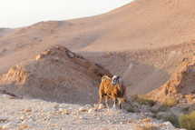 goat grazing on a desert mountain 