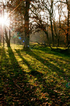 sunlight shining on a forest floor