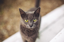 gray cat 