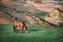 Horse grazing in nature