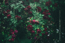 red roses on a bush 
