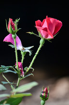 thorns on a rose bush 