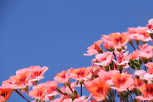 pink spring flowers against a blue sky 