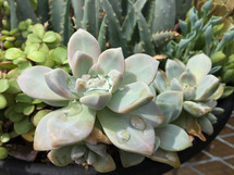 succulent plants and water droplets in bright sunshine