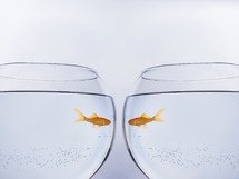 Goldfish face to face in different bowls