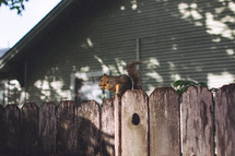 squirrel on a fence