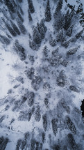 White snow-covered tree forest from above