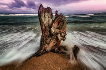 battered tree stump on a beach 