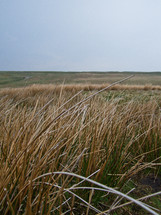tall brown grass in a field